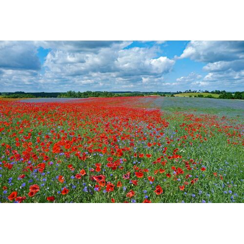 Klatschmohn, Kornblume, Kamille - diese blütenbunte Vielfalt ist in der Agrarlandschaft kaum noch zu finden 